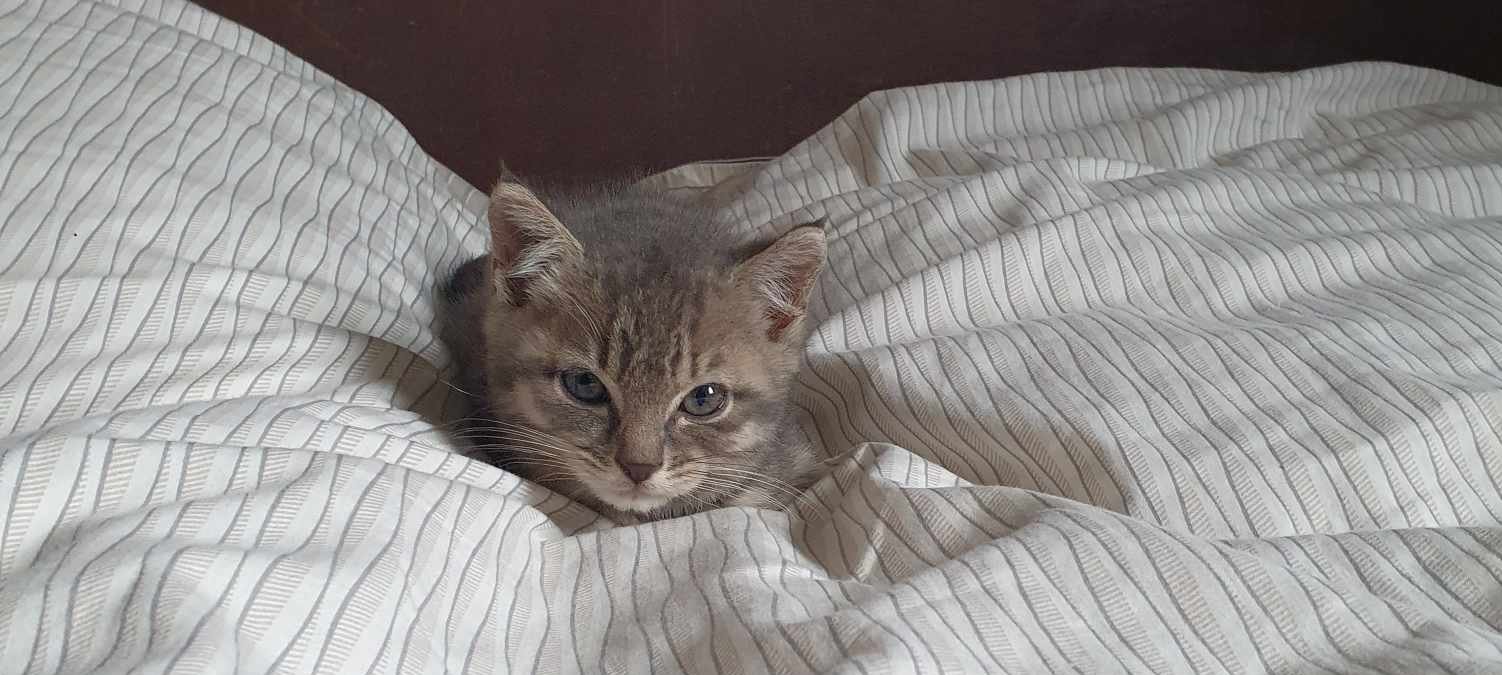 Sosau le chaton des urgences de Saint-Dié des Vosges