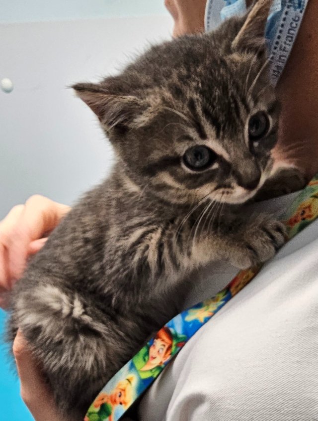 Un chaton se présente aux urgences: Les comtes de Noël existent aussi à Saint-Dié des Vosges