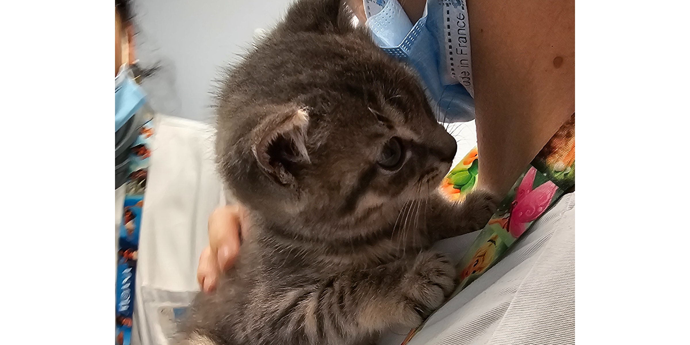 Un chaton de 2 mois se présente aux urgences: Les contes de Noël existent aussi à Saint-Dié des Vosges