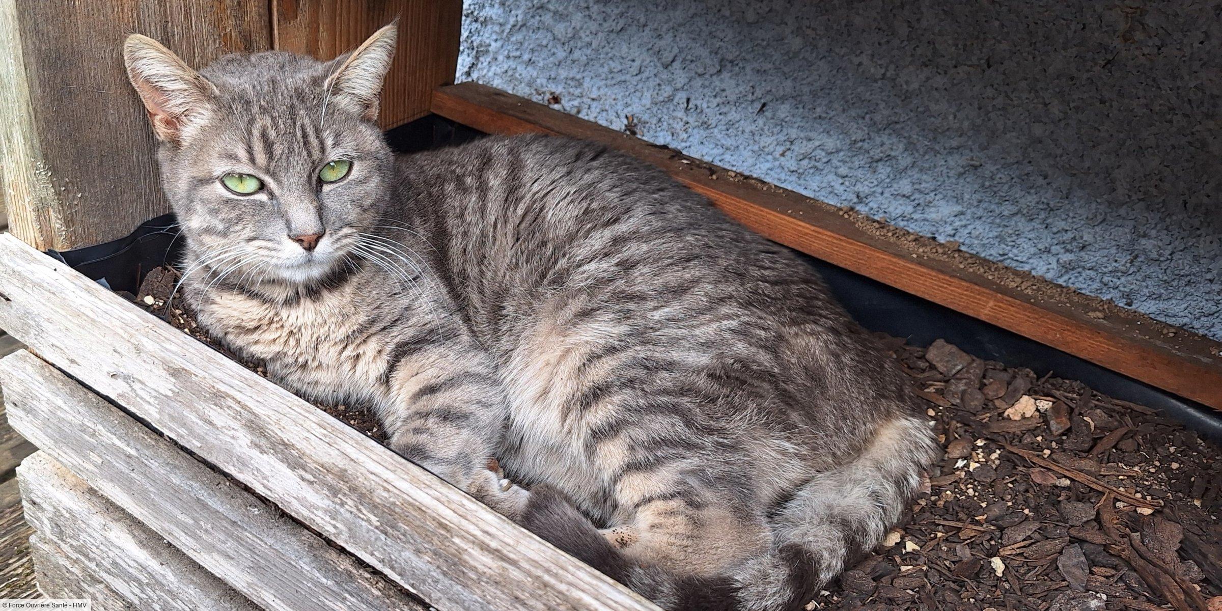 Noël 2025 : Sosau, le petit miracle devenu grande dame – Deux ans déjà