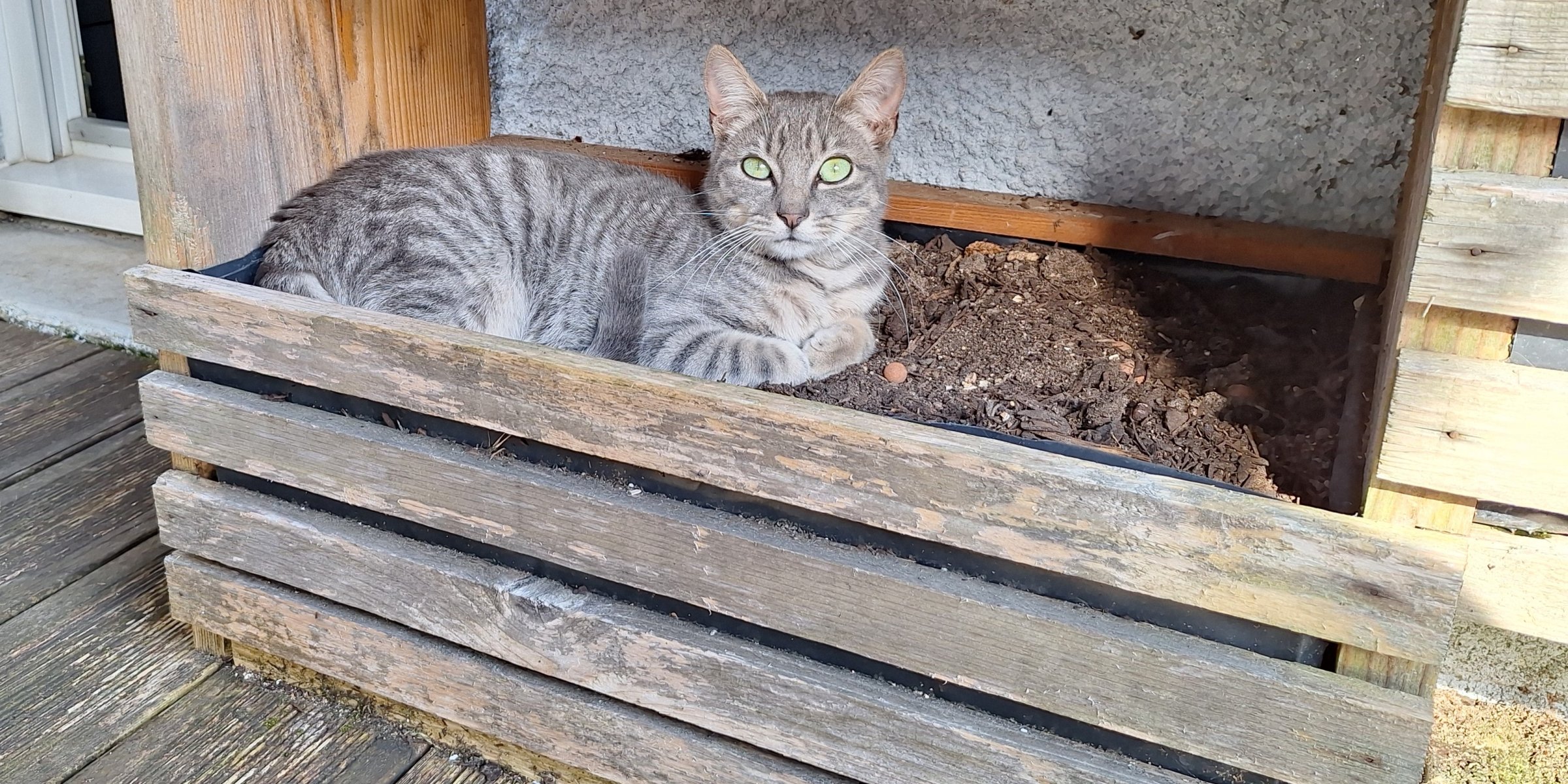 Un an après: Des nouvelles du chaton trouvé aux urgences à noël 2023